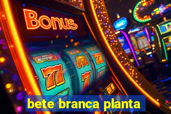 bete branca planta