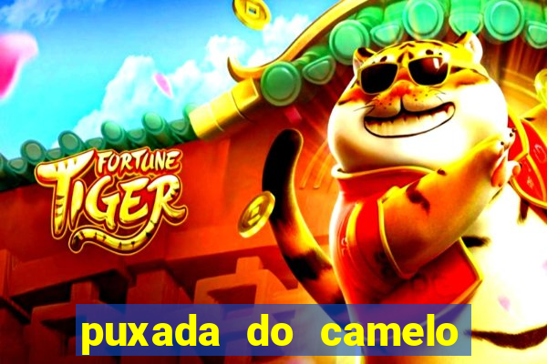 puxada do camelo no jogo do bicho